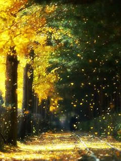 ���Ǹ�Ů,����GAY