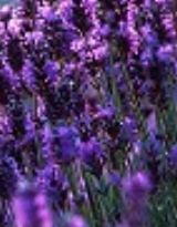 �Ϲ�,����Զ������������